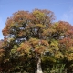 Features of white oak