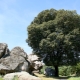 Caracteristicile stejarului de piatră
