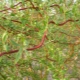 Vlastnosti matsudanských vrb a jejich pěstování