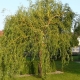 Features of sinuous willow and its cultivation