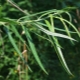 Merkmale der stabförmigen Weide und die Feinheiten ihrer Kultivierung