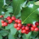 Features of the holly and its cultivation