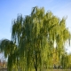 Varieties of decorative willows and their cultivation