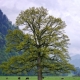 How long does an oak live?