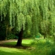 Types and varieties of willow