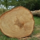 All about oak wood