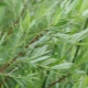 Growing rosemary willow