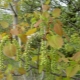How to distinguish an aspen from a poplar?