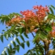 Chinese ash: characteristics and cultivation