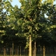 大叶椴树：描述和栽培