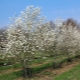 Magnolia Cobus: kenmerken en teelt