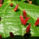 Methoden zum Umgang mit roten Wucherungen auf Lindenblättern