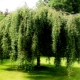 Features and varieties of silver birch