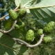 Features of gray alder and its cultivation