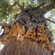 Features of cork oak and rules for its use