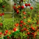 Eigenschaften von Tomatengitter