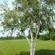 白桦树能活几年？