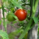 Arten von Tomaten-Strumpfhaltern und ihre Verwendung
