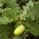All about the pedunculate oak
