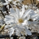 All about star magnolia