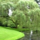 Growing willow of Babylon