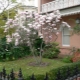 Magnolia cu flori mari în creștere