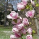Cultivarea Magnolia Soulange