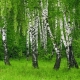 Birch: description, types and cultivation