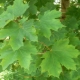 How to get rid of a maple tree?