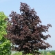What does black maple look like and how to grow it?