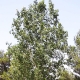 What does silver poplar look like and how to grow it?