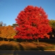 How to grow a maple tree?