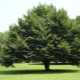 Features of European beech and its cultivation