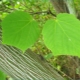 Features of greenbore maples