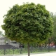 Acero in crescita su un tronco