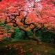 日本枫树 - 花园的原始装饰