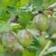 Fioritura bianca su uva spina: che tipo di malattia e come trattarla?