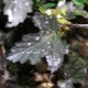 Fioritura bianca sulle foglie di ribes: cause e trattamento della malattia