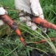 Sygdomme og skadedyr af gulerødder: metoder til kontrol og forebyggelse