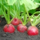 Diseases and pests of radish