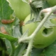 Maladies et ravageurs des tomates en plein champ