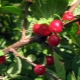 Malattie e parassiti della ciliegia in feltro