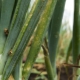 Choroby a škůdci zelené cibule