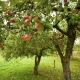 Choroby listů jabloní a jejich léčba