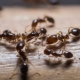 Borsäure von Ameisen im Haus