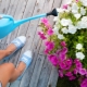 Frequency and rules for watering petunias