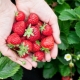 Was und wie füttert man Erdbeeren im Juni?