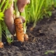 Come e come nutrire le carote dopo il diradamento?