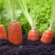 Was und wie gießt man Karotten für das Wachstum?