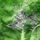 Hvordan behandler man kål fra bladlus?